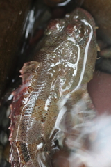 Hemilepidotus hemilepidotus