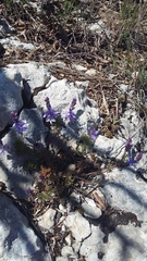 Veronica capsellicarpa