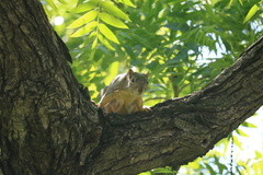 Sciurus niger