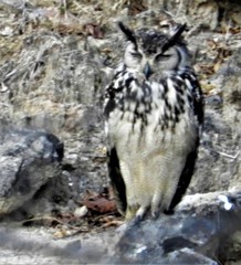 Bubo bengalensis