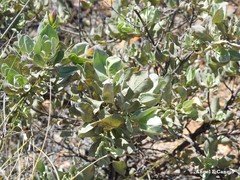 Cistus atriplicifolius