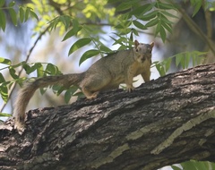 Sciurus niger