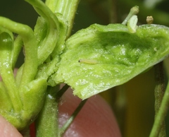 Ceutorhynchus chalybaeus