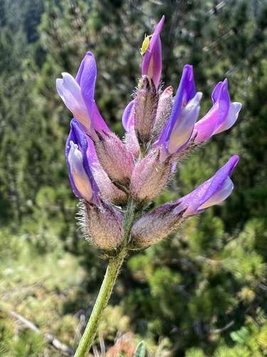 Astragalus vesicarius, photograph 4