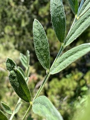 Astragalus vesicarius, photograph author not stated, no rights reserved