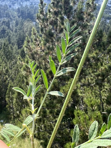 Astragalus vesicarius, photograph 6