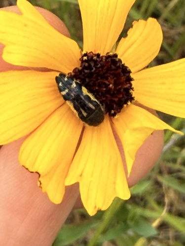 Flat-headed Baldcypress Sapwood Beetle