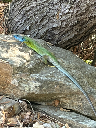 Green Lizard