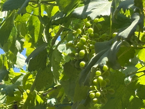 wine grape