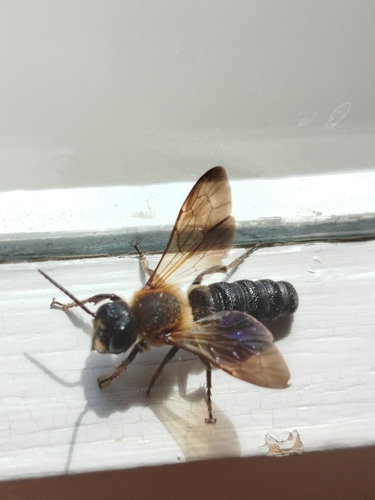 Sculptured Resin Bee