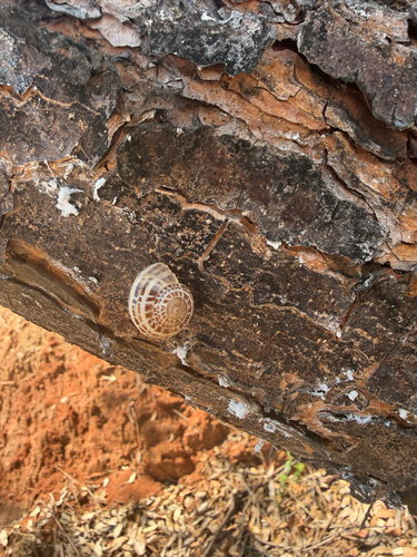 Chocolate-band Snail