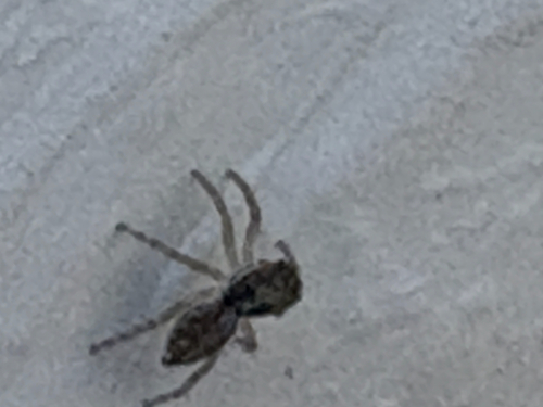 Half-edged Wall Jumping Spider