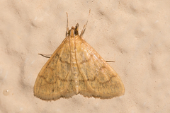 Helvibotys helvialis