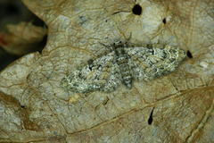 Eupithecia dodoneata