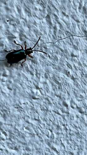 Rothalsiges Getreidehähnchen