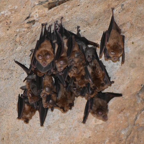 Greater Horseshoe Bat