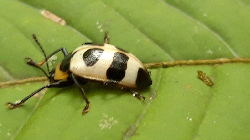 Oligocorynus zebra