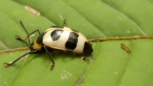 Oligocorynus zebra