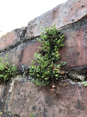 Asplenium ruta-muraria