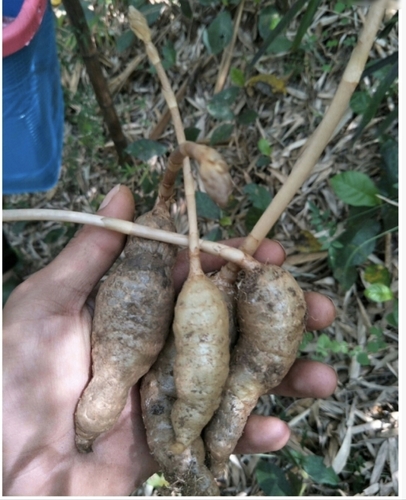Gastrodia angusta