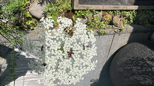 Gebänderter Pinselkäfer