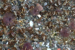 Schizobranchia insignis