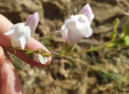 greater snapdragon