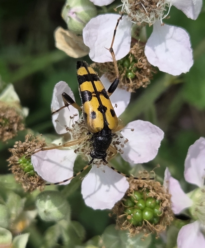 Spotted Longhorn Beetle