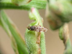 Tephritis matricariae