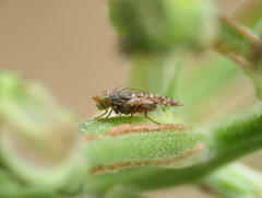 Tephritis matricariae