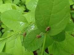 Leiobunum ventricosum