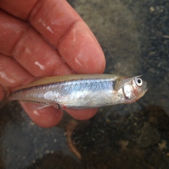 Alchichica Silverside photo 3