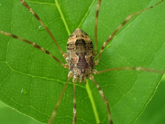 Leiobunum ventricosum