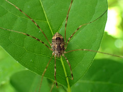 Leiobunum ventricosum