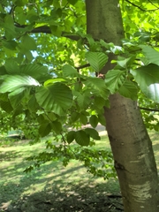 European beech
