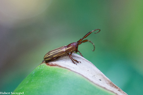 Ischioloncha lineata
