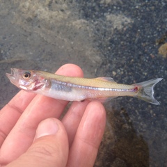 Alchichica Silverside photo 2