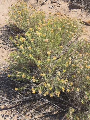 Isocoma acradenia