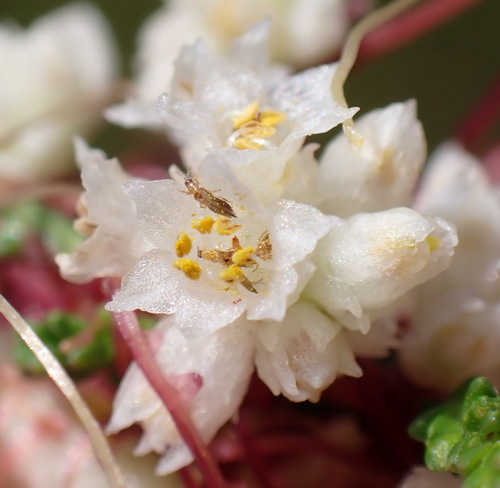 Thrips pillichi