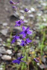 Delphinium decorum