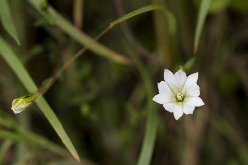 Gentiana flavomaculata, photograph 2