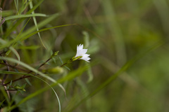Gentiana flavomaculata, photograph (c) Licheng Shih, some rights reserved (CC BY)