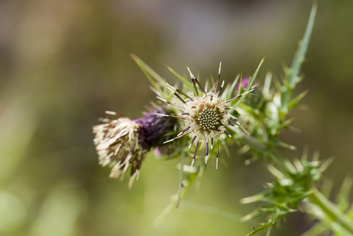 Cirsium arisanense, photograph 5