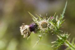 (c) Licheng Shih, some rights reserved (CC BY) Cirsium arisanense, photograph (c) Licheng Shih, some rights reserved (CC BY)