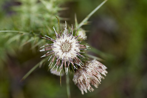 Cirsium arisanense, photograph 6