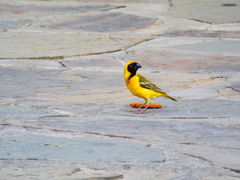 Ploceus velatus caurinus