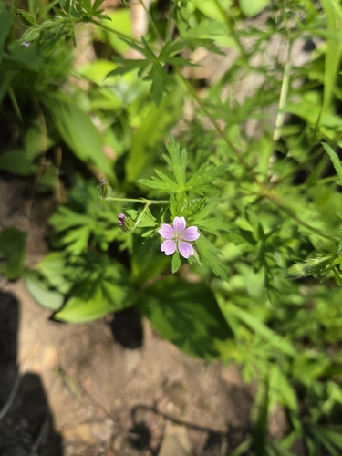 Bicknell's cranesbill (Geranium bicknellii)