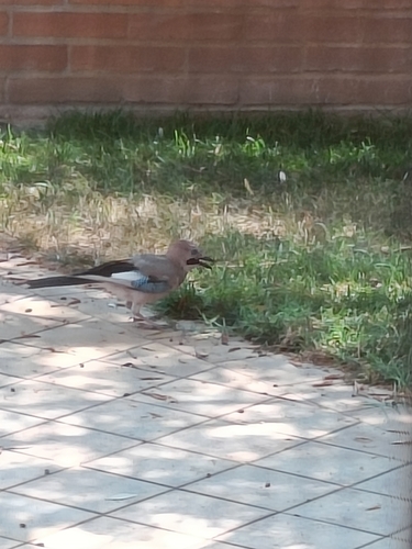 Eurasian Jay