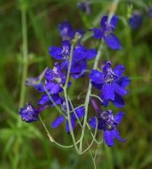 Delphinium variegatum