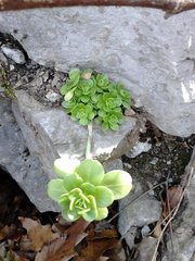 Sedum rhodocarpum
